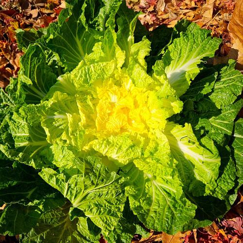진도 봄동 1kg (3-6입)