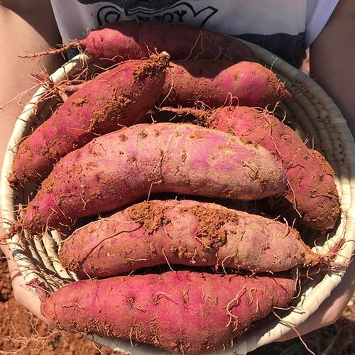 해남 세척 고구마 5kg (한입)