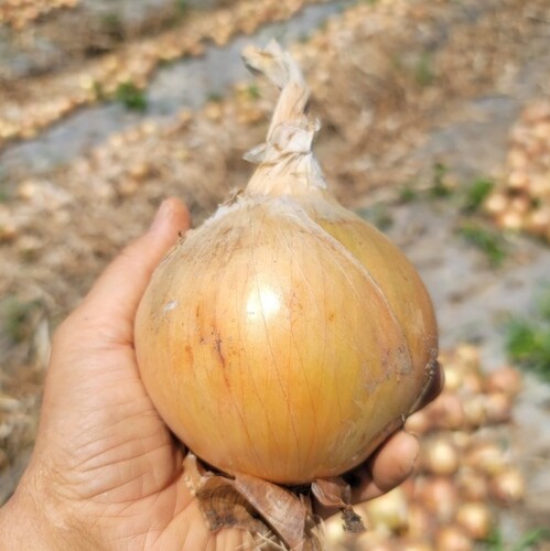 전남 황토골 무안 양파 중대혼합 10kg