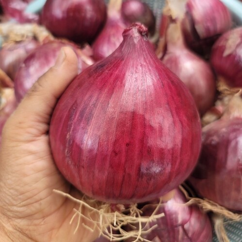 전남 황토골 무안 자색양파 중대혼합 3kg