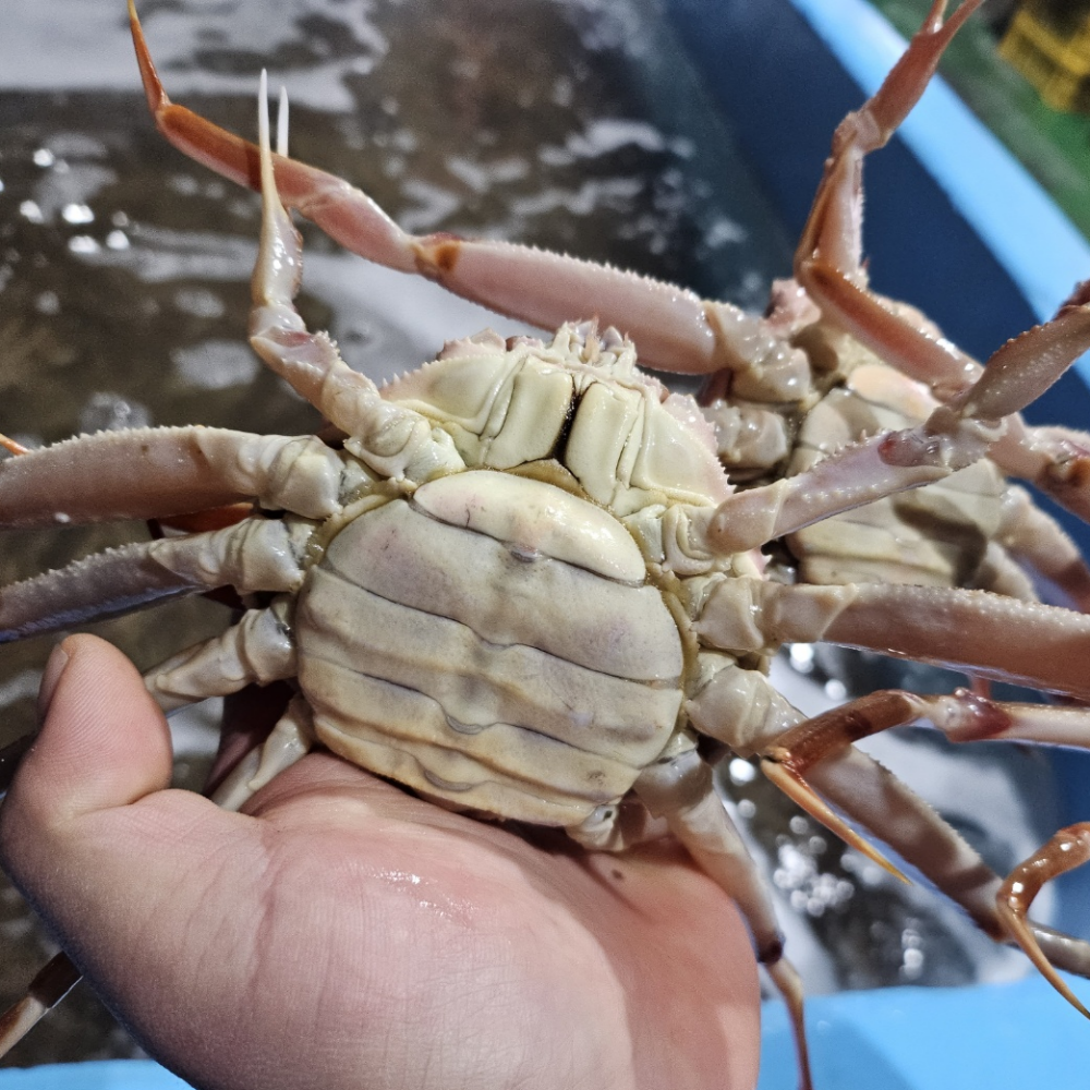 북해도산 암컷 대게 활 빵게 1kg