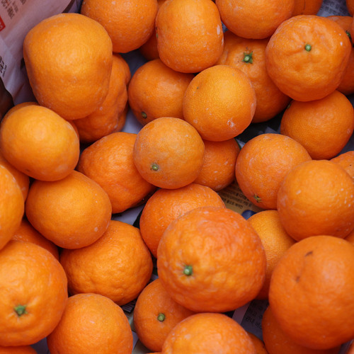 제주 카라향 랜덤과 1,5kg